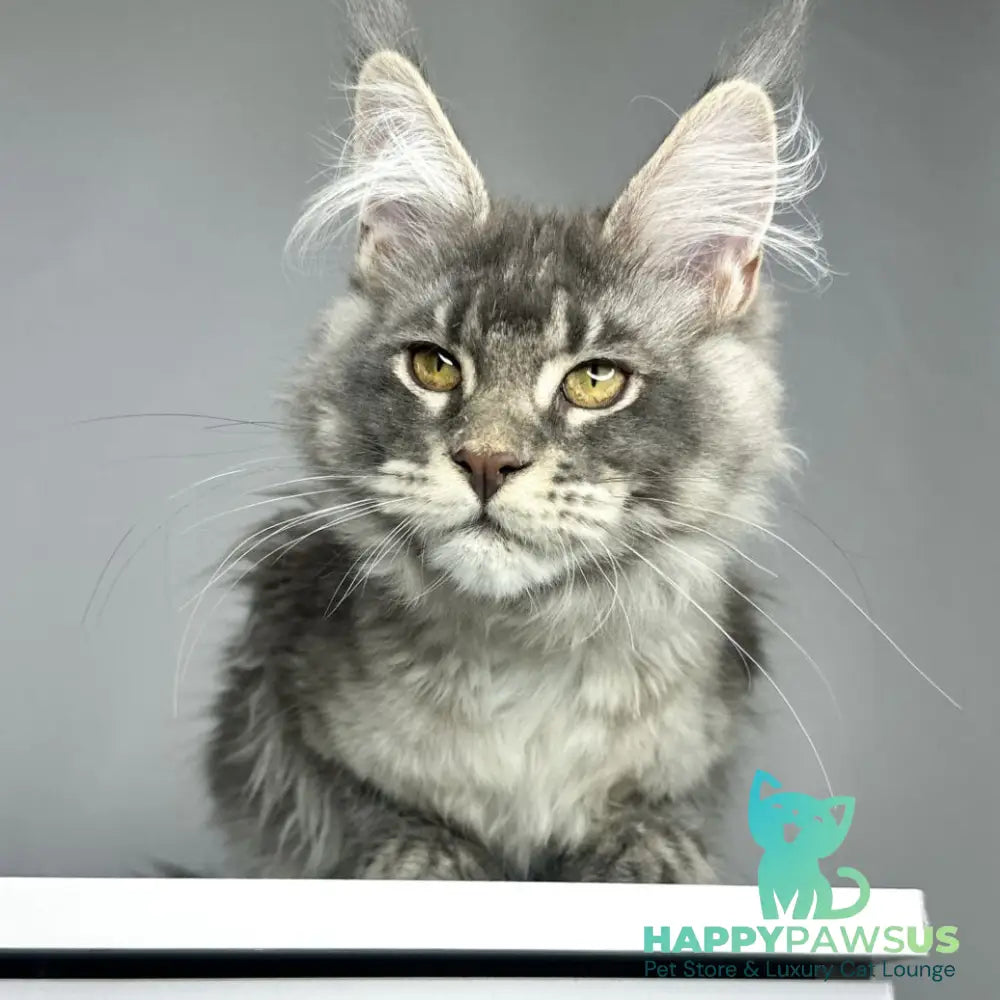 Bella Maine Coon female blue ticked tabby - live animals