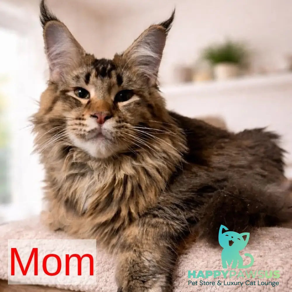 Bella Maine Coon female blue ticked tabby - live animals