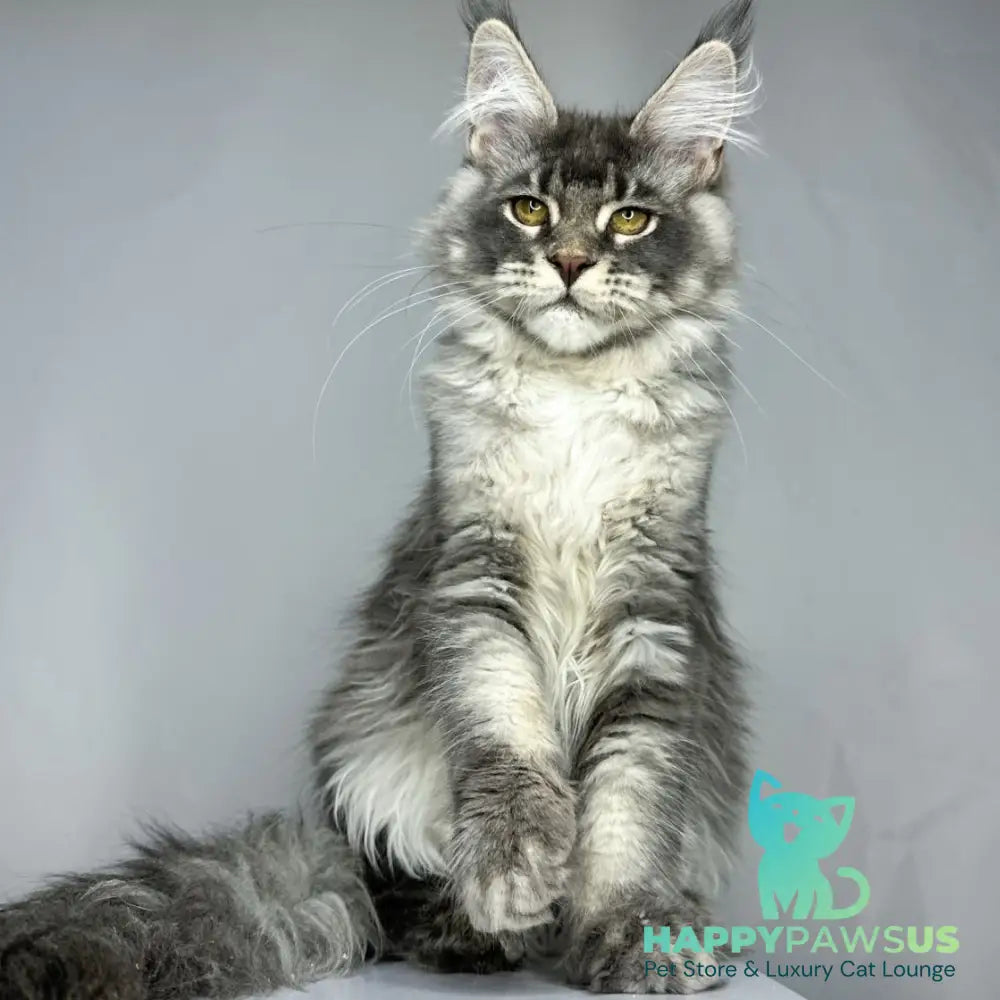 Bella Maine Coon female blue ticked tabby - live animals