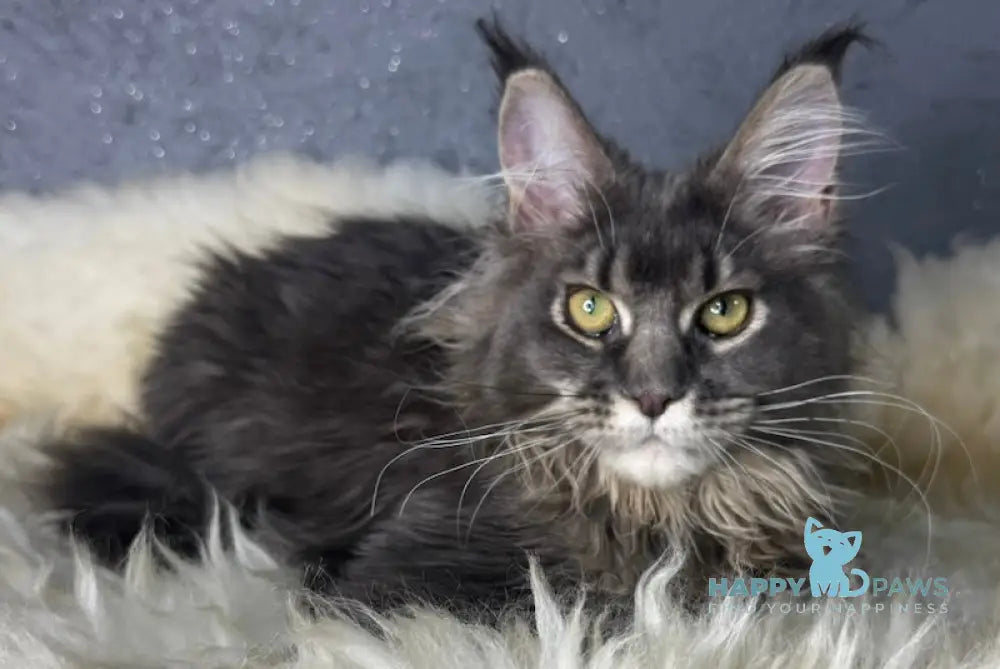 Bella Maine Coon female blue ticked tabby live animals