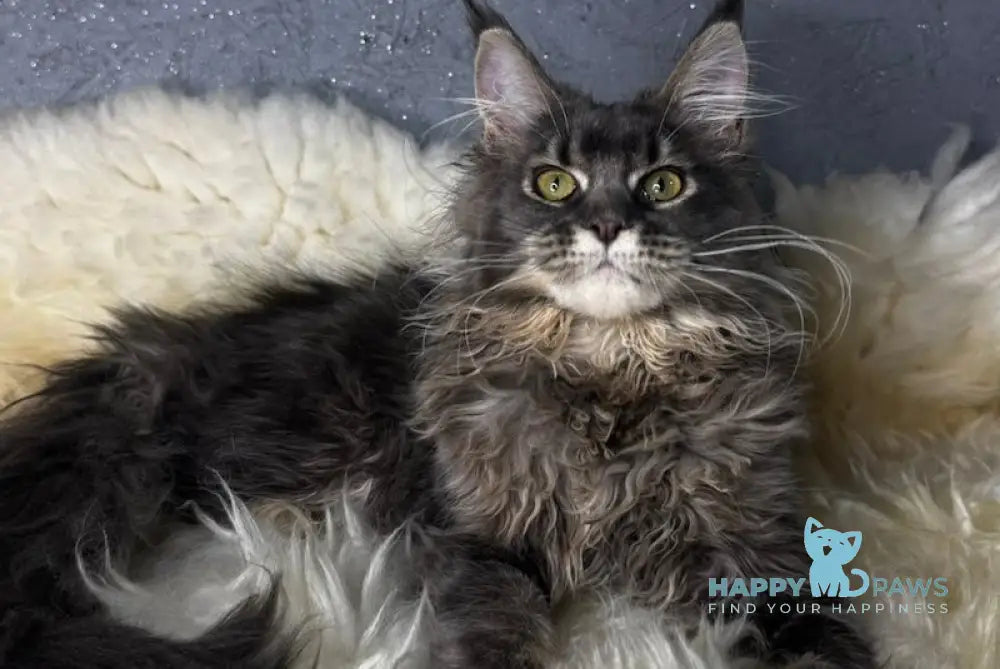 Bella Maine Coon female blue ticked tabby live animals