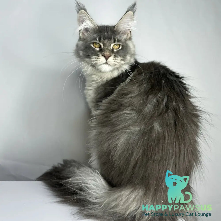 Bella Maine Coon female blue ticked tabby - live animals
