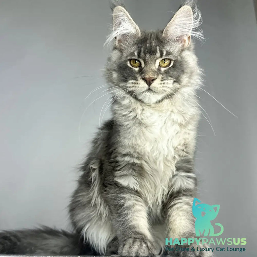 Bella Maine Coon female blue ticked tabby - live animals