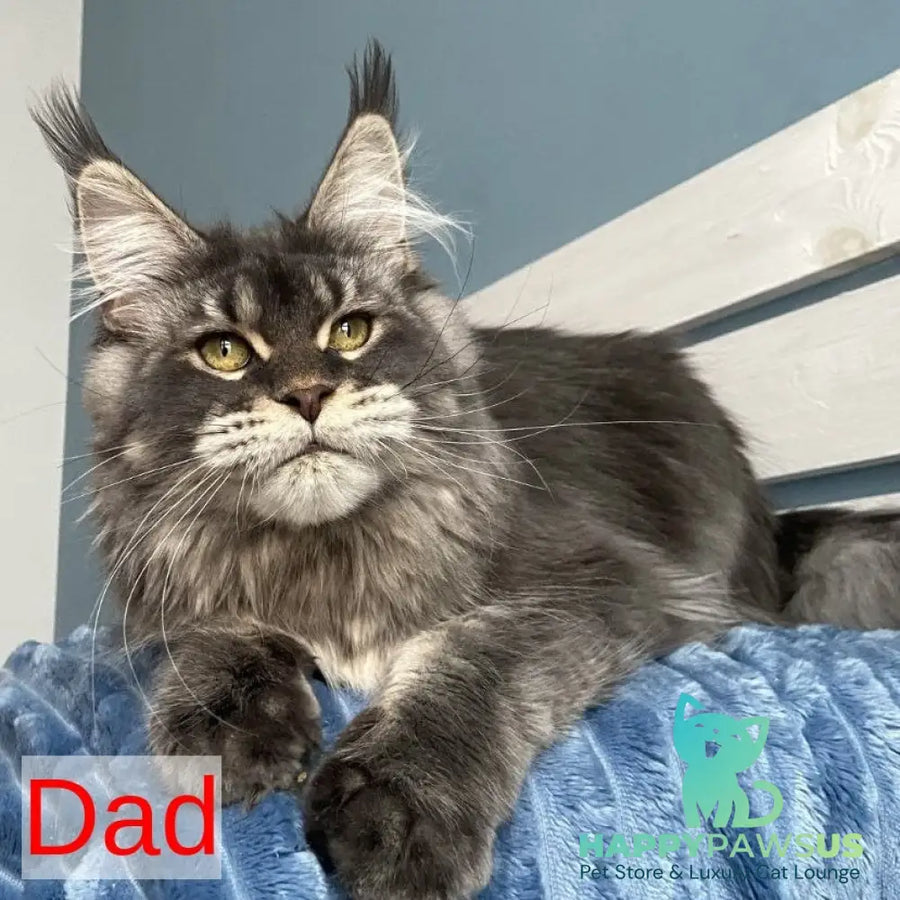 Bella Maine Coon female blue ticked tabby - live animals