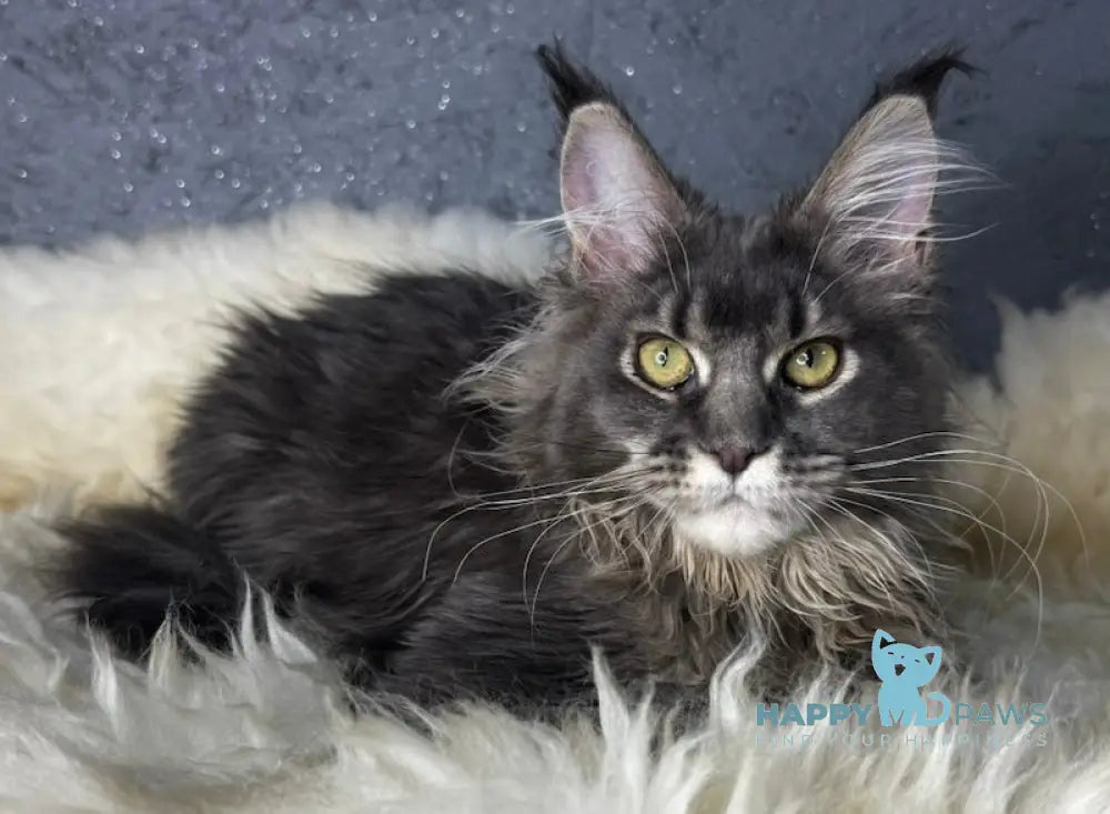 Bella Maine Coon female blue ticked tabby live animals