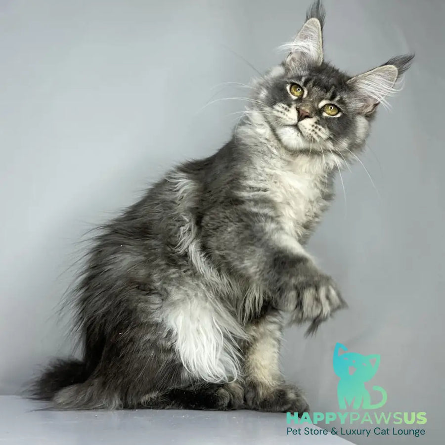 Bella Maine Coon female blue ticked tabby - live animals