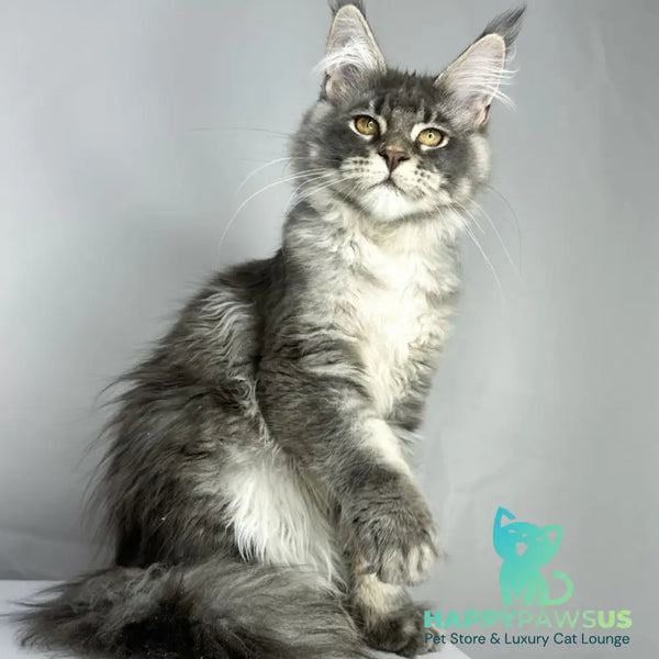 Bella Maine Coon female blue ticked tabby - live animals