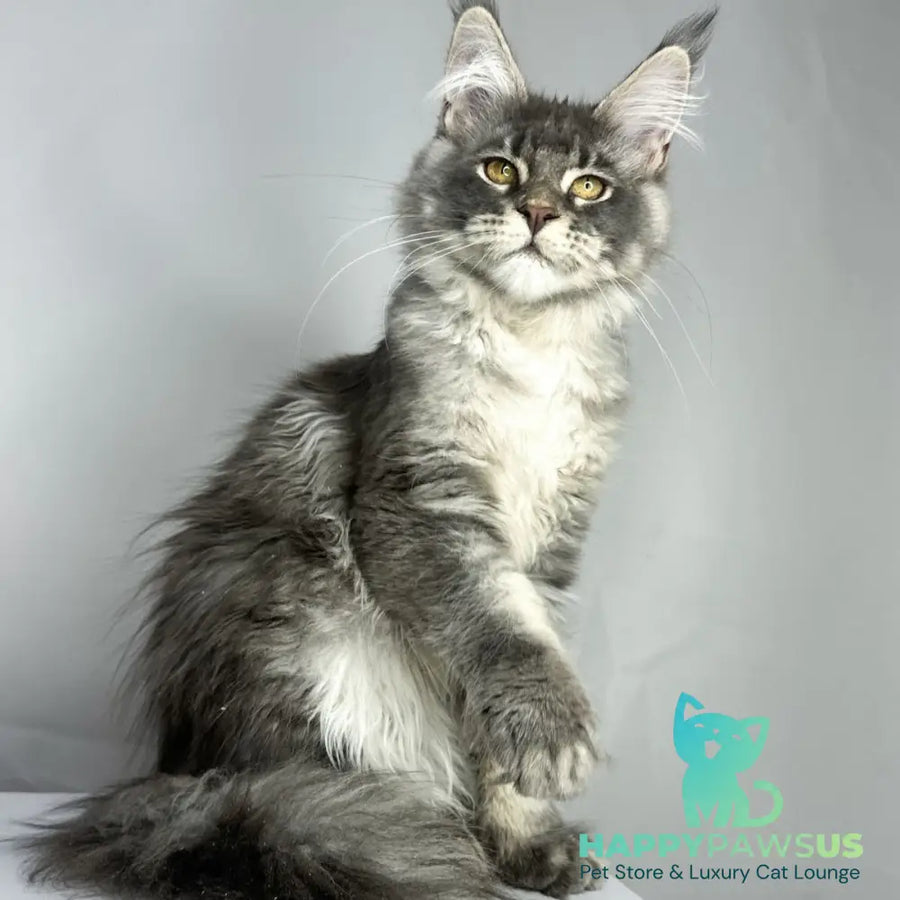Bella Maine Coon female blue ticked tabby - live animals