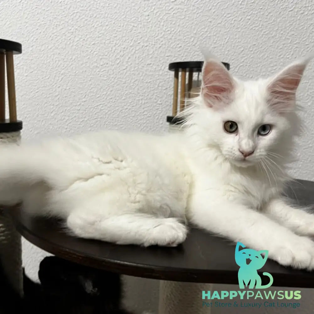 Bella Maine Coon female white - live animals