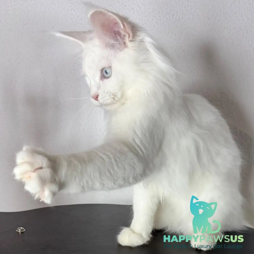 Bella Maine Coon female white - live animals