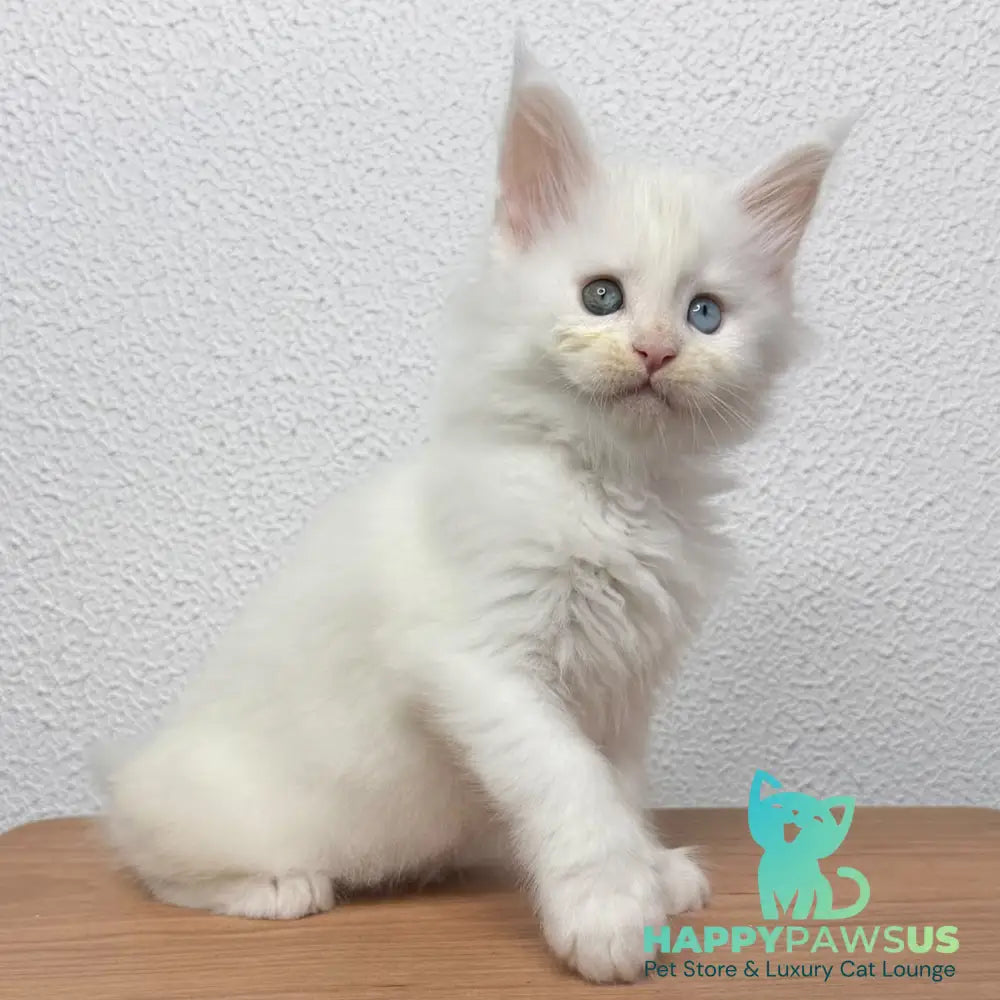 Bella Maine Coon female white - live animals