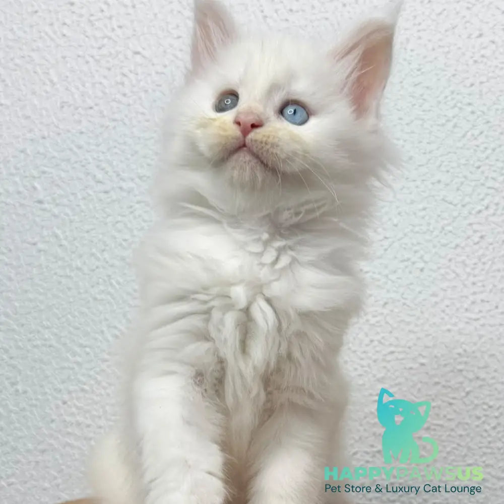 Bella Maine Coon female white - live animals