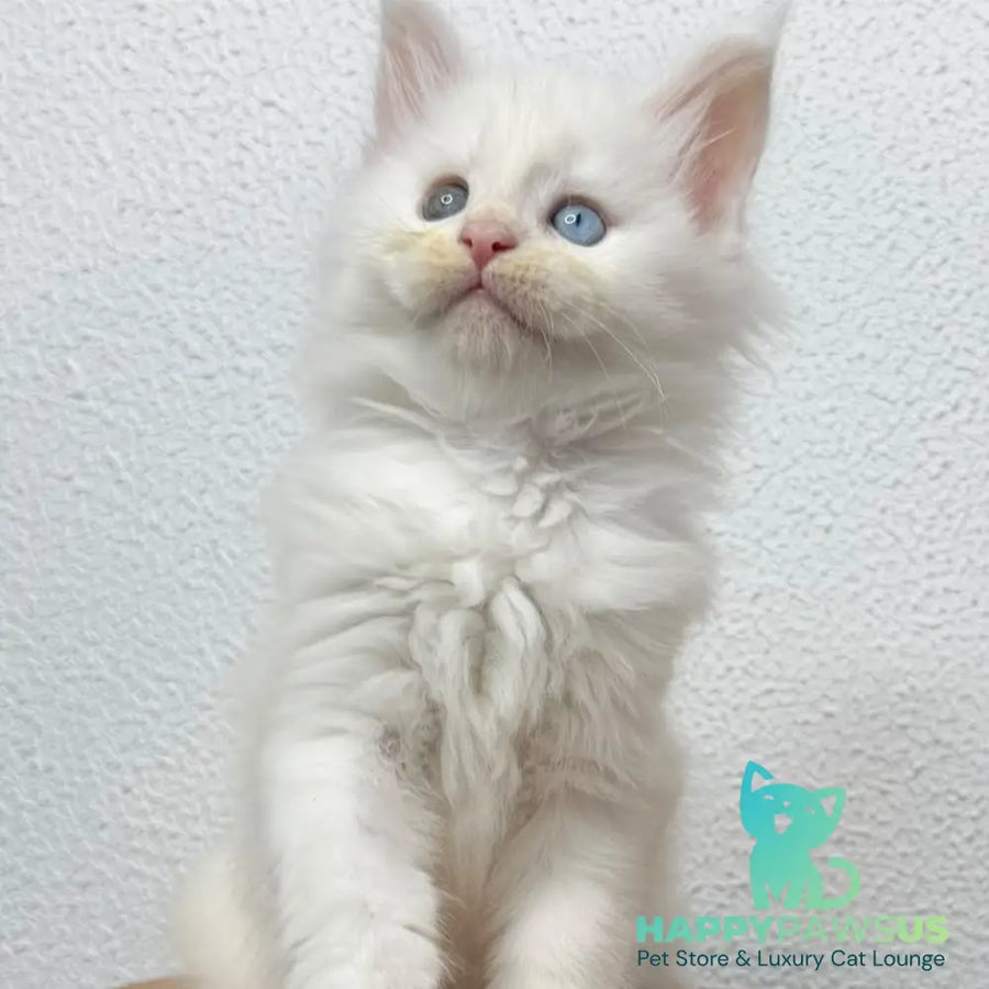 Bella Maine Coon female white - live animals