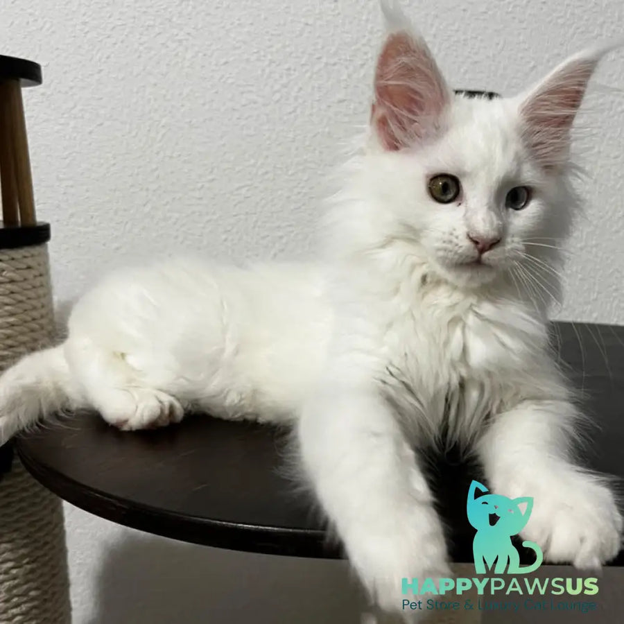 Bella Maine Coon female white - live animals