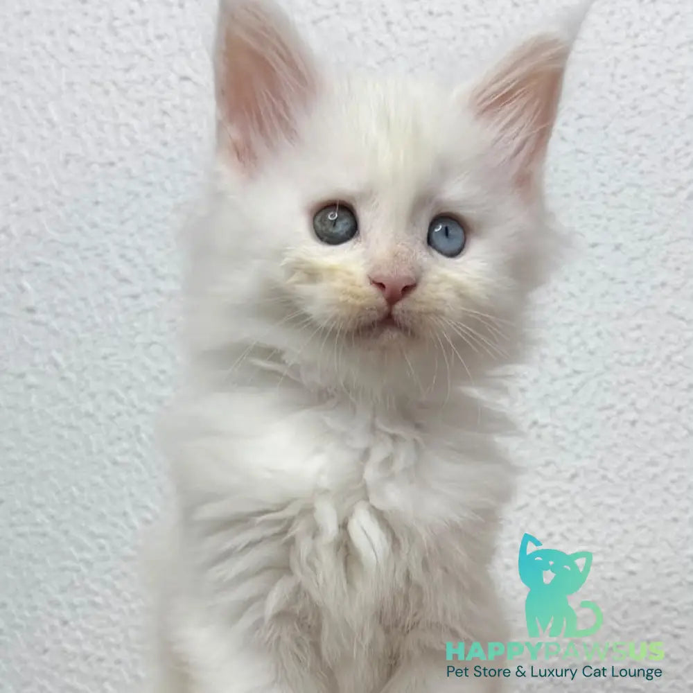 Bella Maine Coon female white - live animals