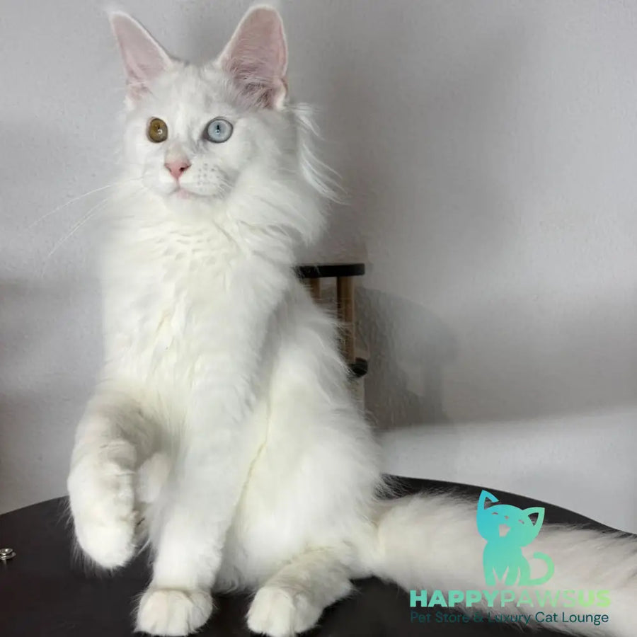 Bella Maine Coon female white - live animals