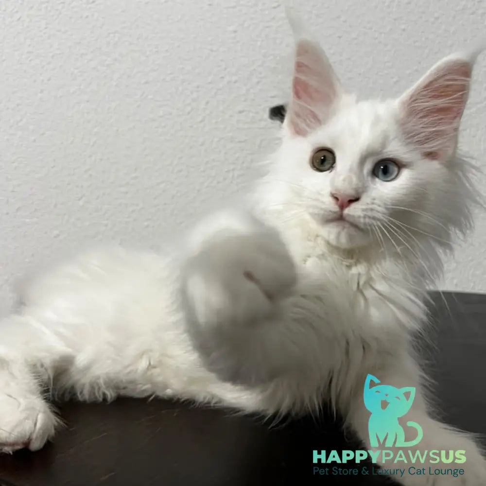 Bella Maine Coon female white - live animals