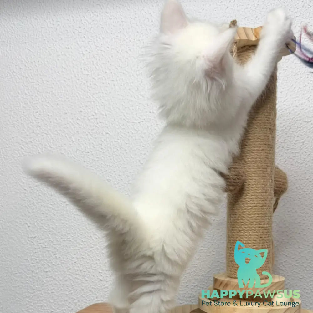 Bella Maine Coon female white - live animals