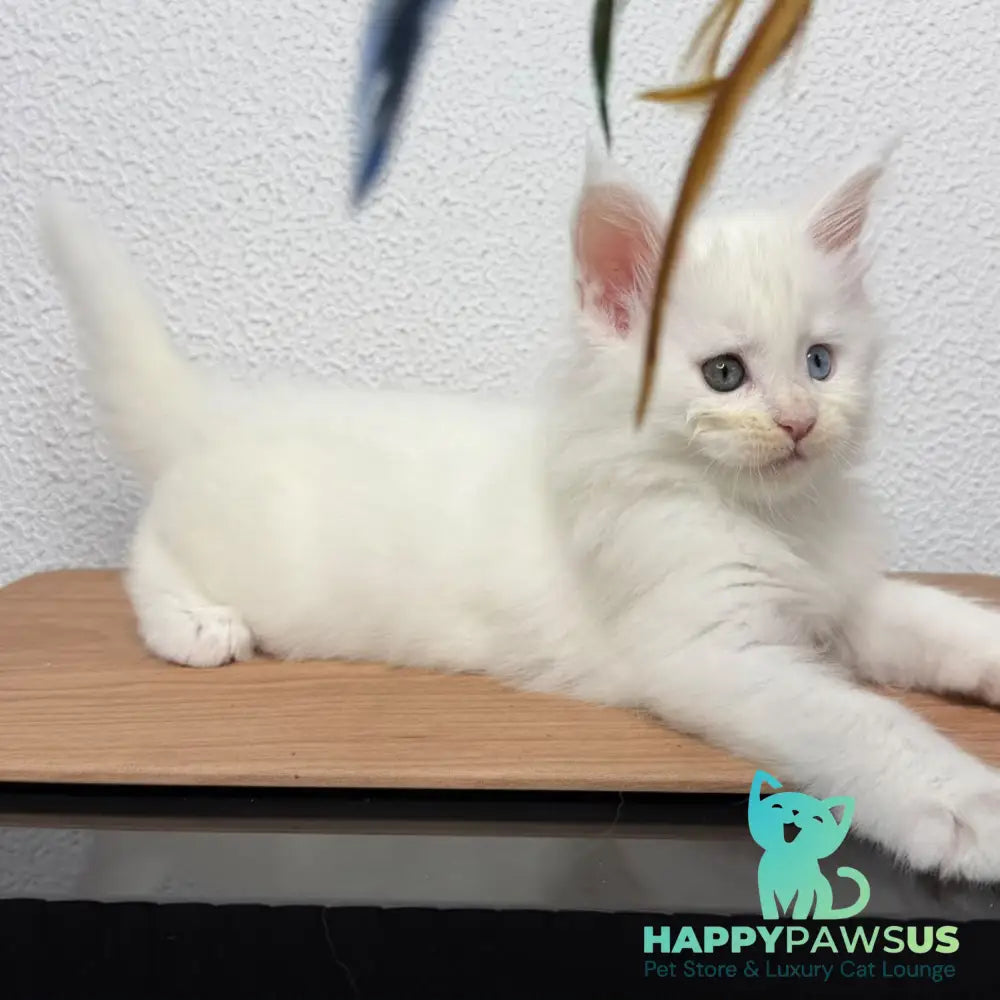 Bella Maine Coon female white - live animals