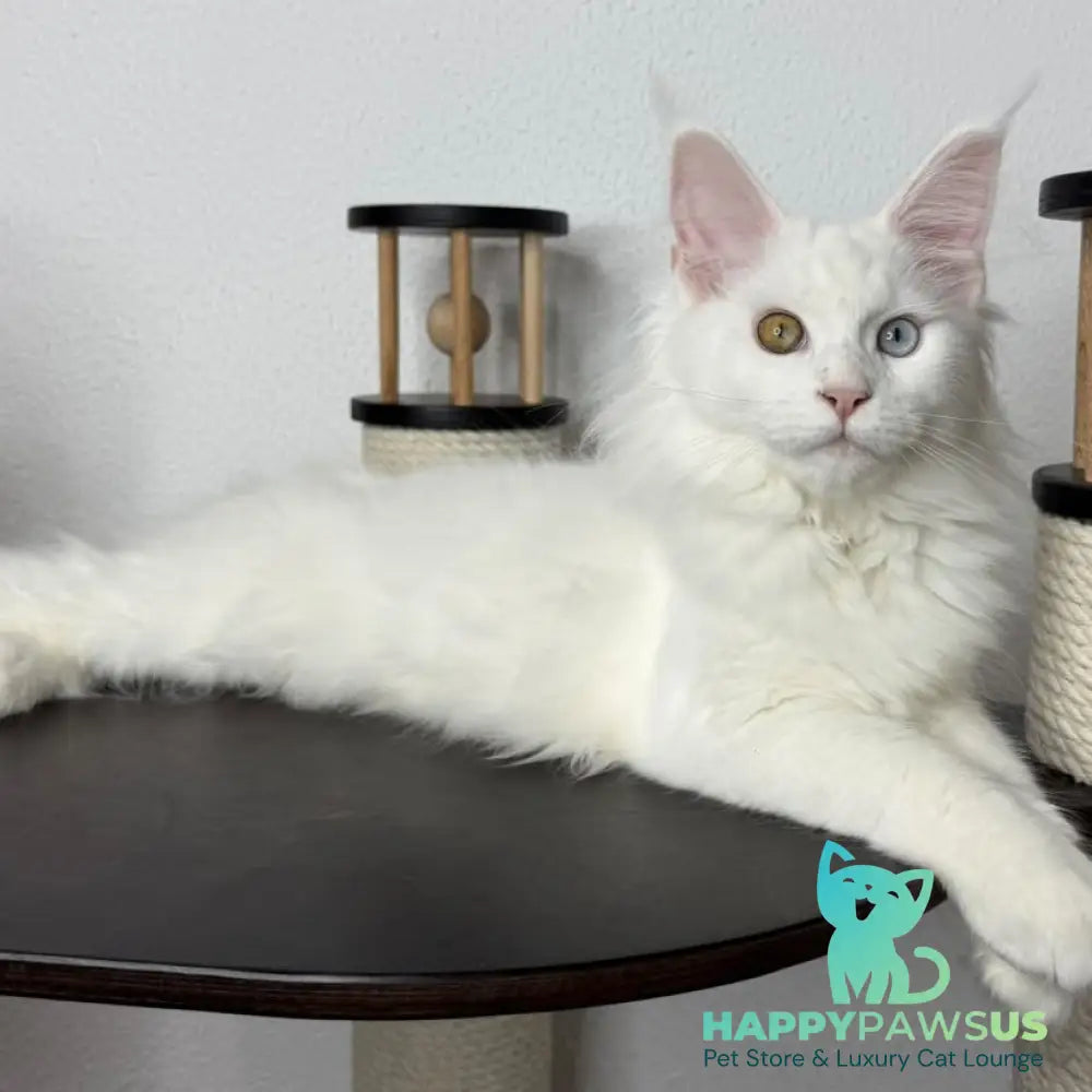 Bella Maine Coon female white - live animals
