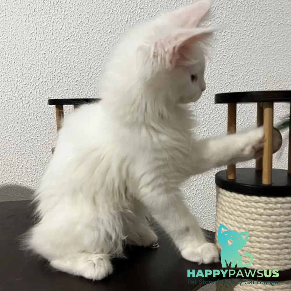 Bella Maine Coon female white - live animals