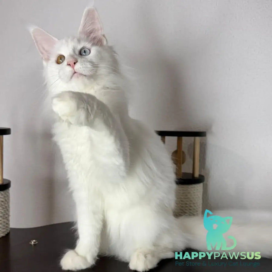 Bella Maine Coon female white - live animals