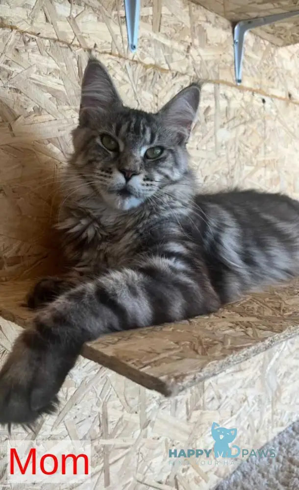 Bella Maine Coon polydactyl female black tabby live animals