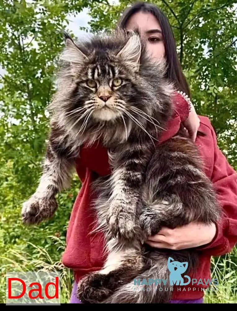 Bella Maine Coon polydactyl female black tabby live animals