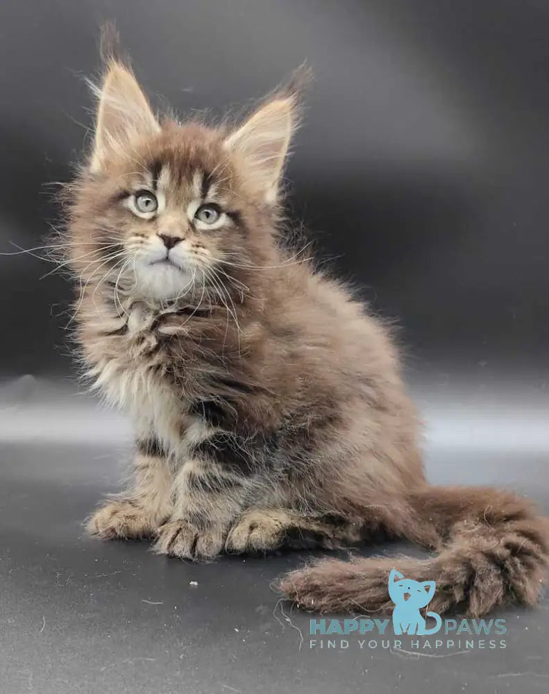 Bella Maine Coon polydactyl female black tabby live animals