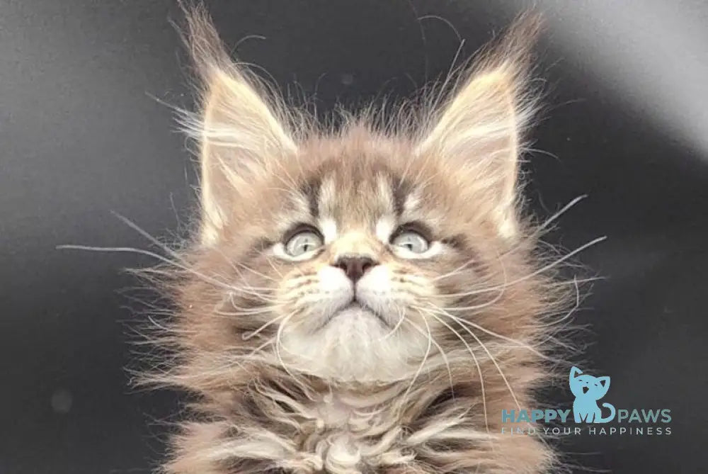 Bella Maine Coon polydactyl female black tabby live animals