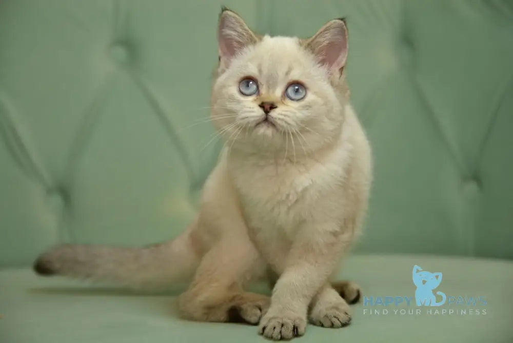 Bella Scottish Straight Female Blue Silver Shaded Pointed Live Animals