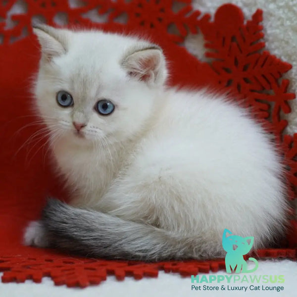 Bella Scottish Straight female blue tabby pointed - live animals