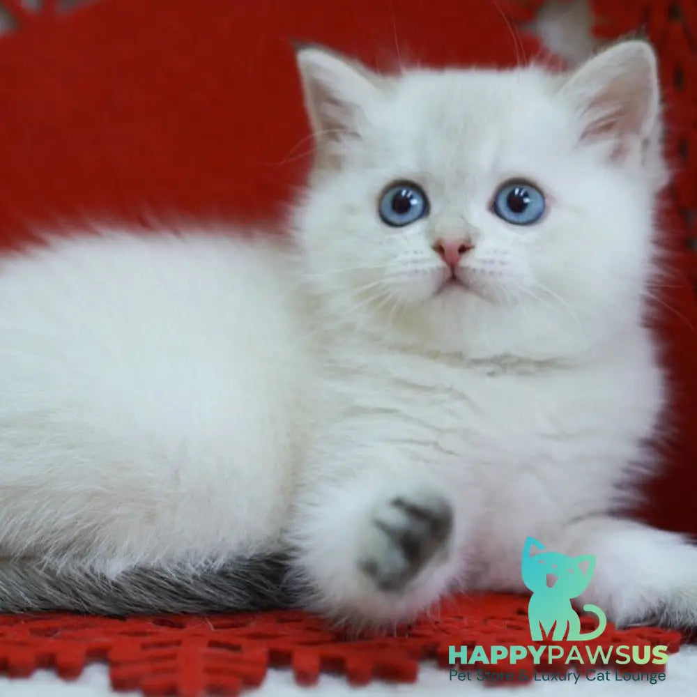 Bella Scottish Straight female blue tabby pointed - live animals