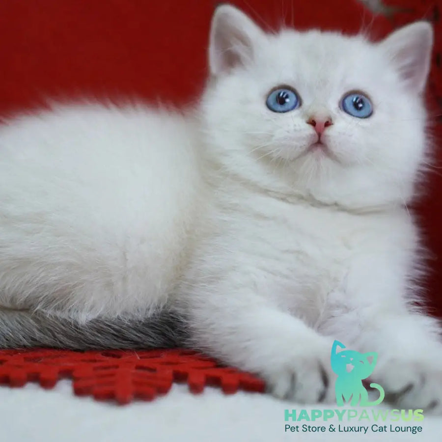 Bella Scottish Straight female blue tabby pointed - live animals