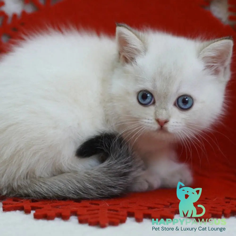 Bella Scottish Straight female blue tabby pointed - live animals