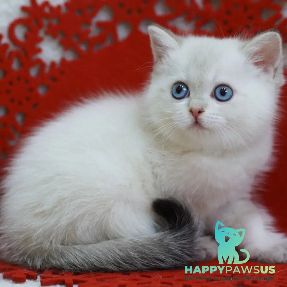 Bella Scottish Straight female blue tabby pointed - live animals