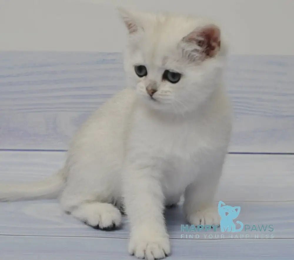 Belle British Shorthair female black silver shaded live animals