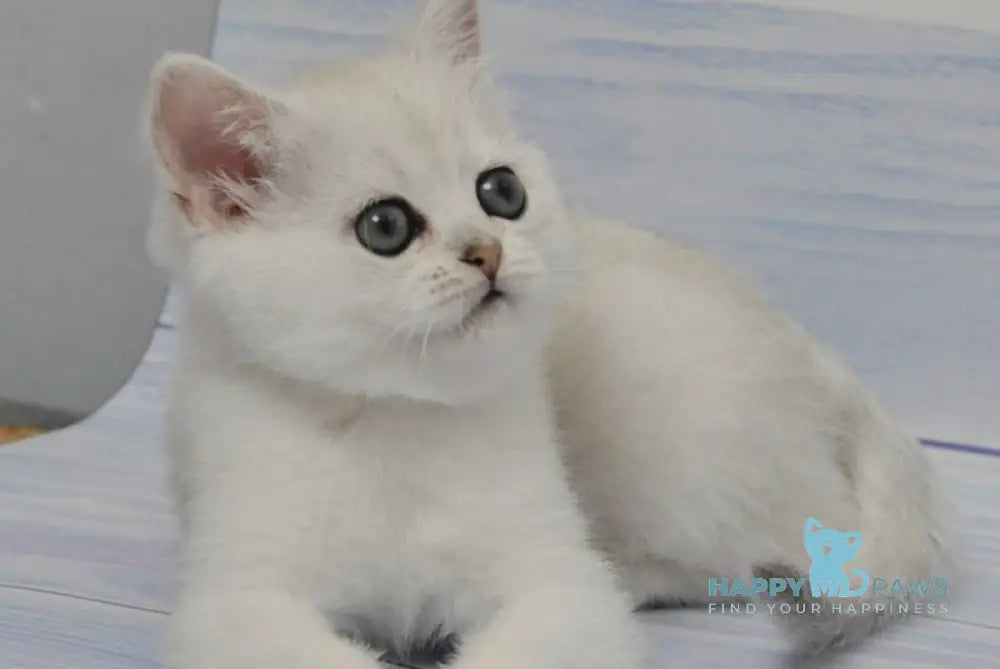 Belle British Shorthair female black silver shaded live animals