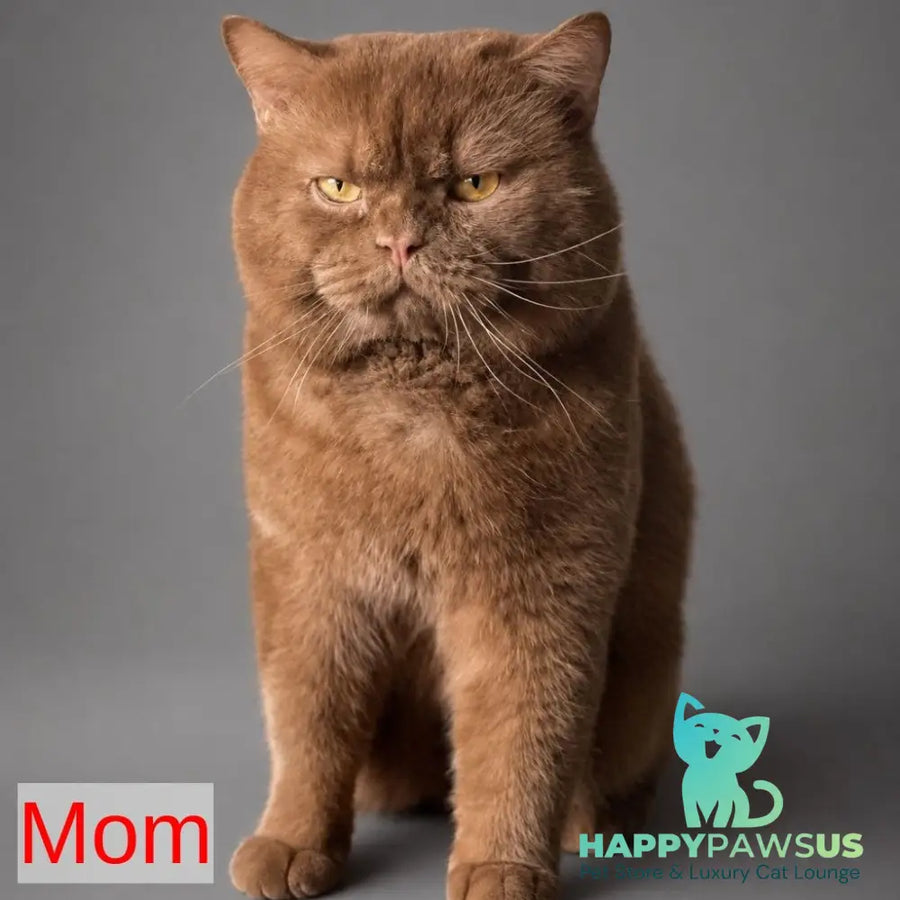 Belyash British Shorthair male lilac - live animals