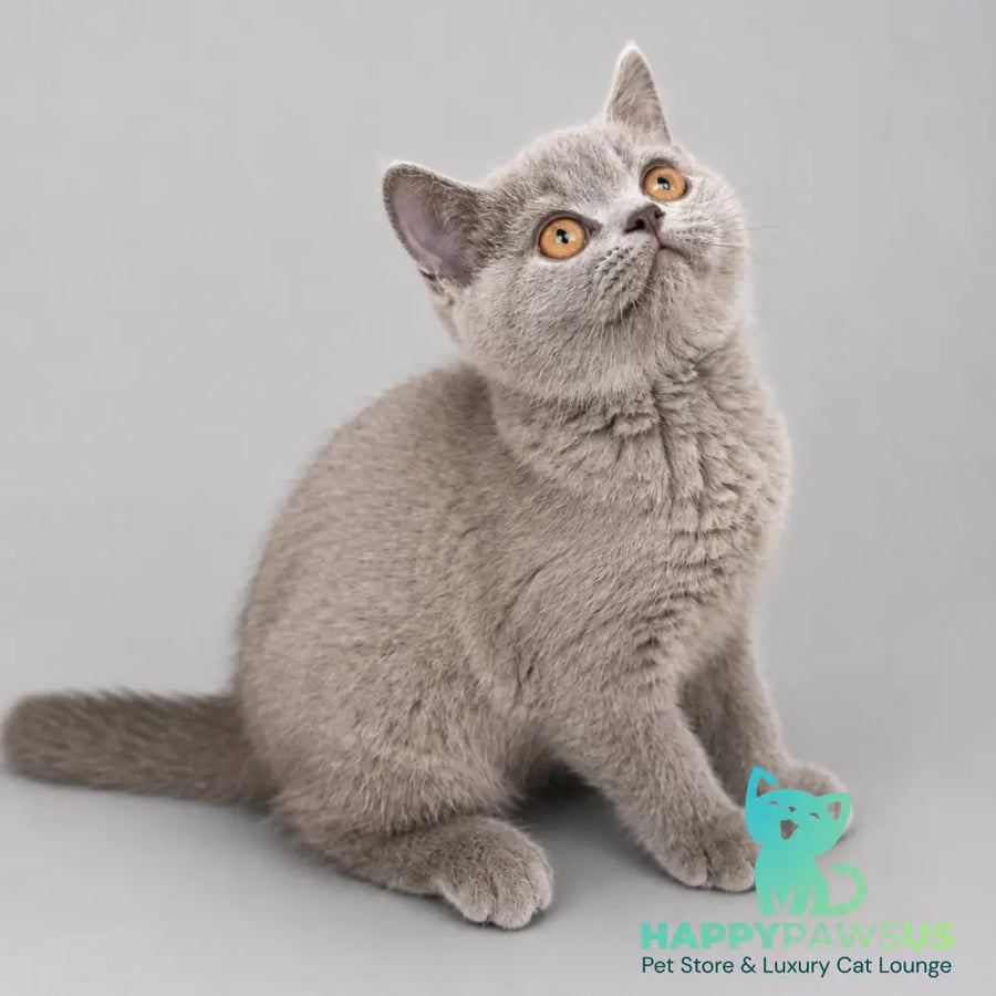Belyash British Shorthair male lilac - live animals
