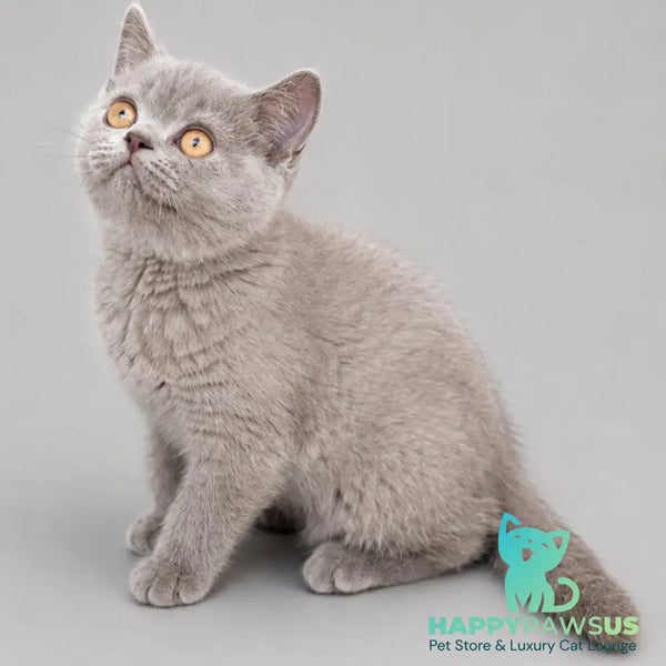 Belyash British Shorthair male lilac - live animals