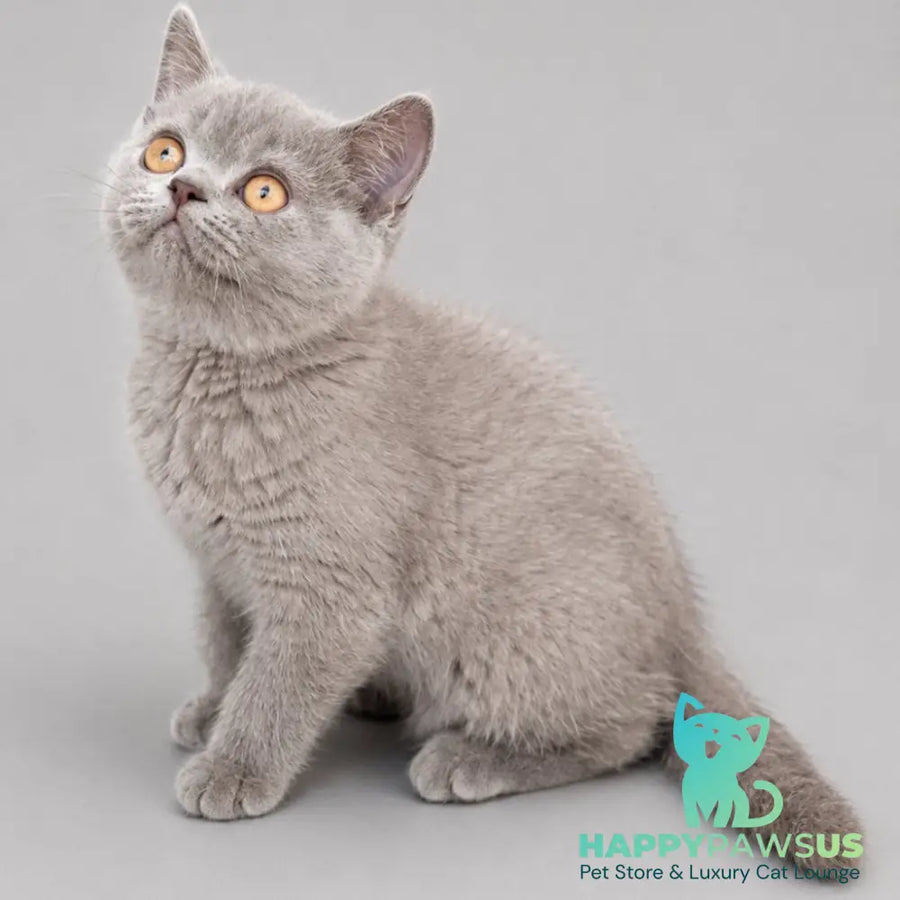 Belyash British Shorthair male lilac - live animals