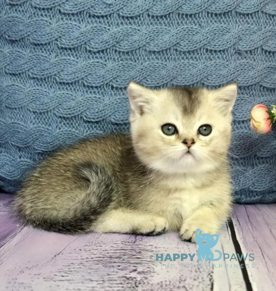 Bembi Munchkin male black silver ticked tabby live animals