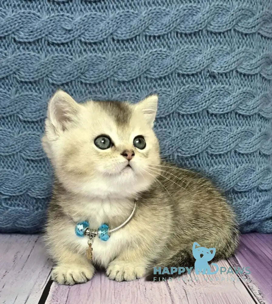 Bembi Munchkin male black silver ticked tabby live animals