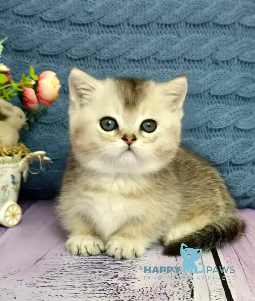 Bembi Munchkin male black silver ticked tabby live animals