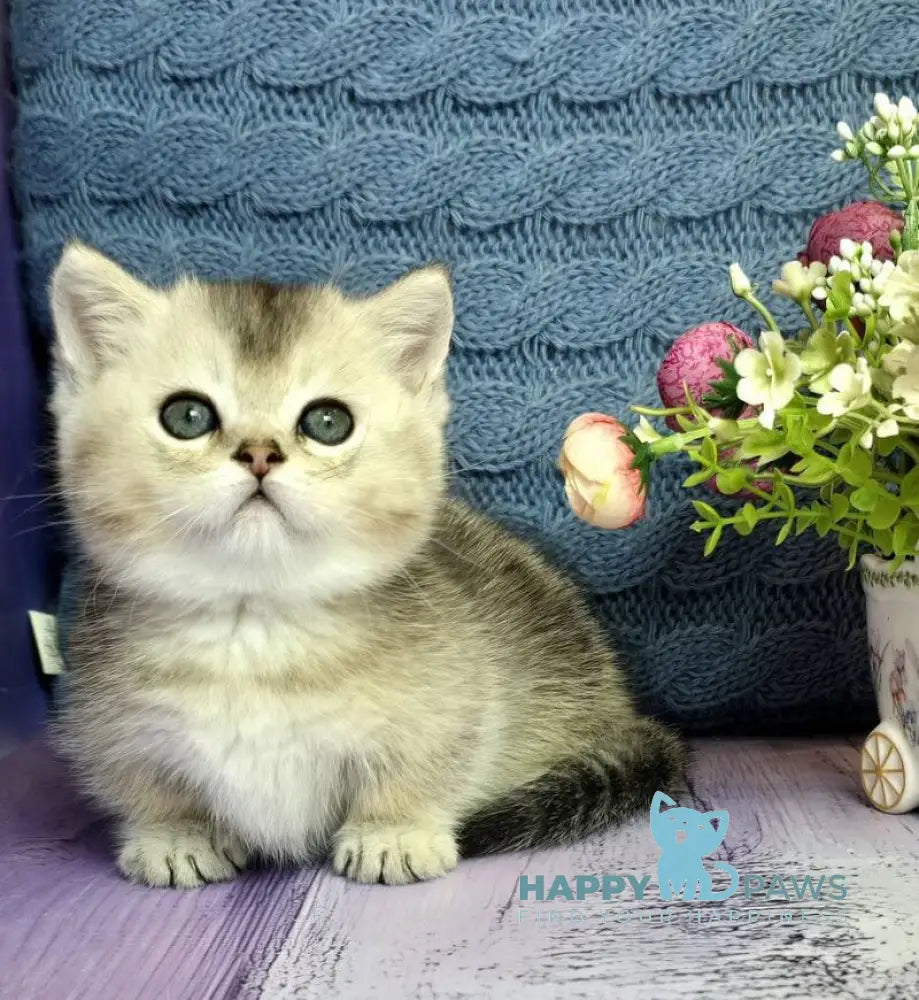 Bembi Munchkin male black silver ticked tabby live animals