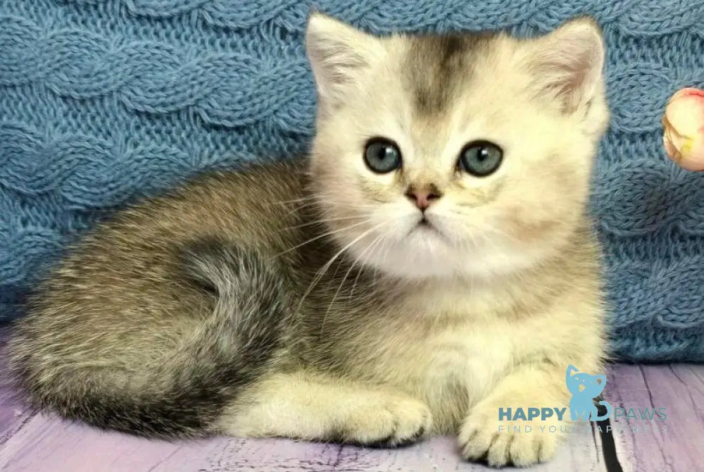 Bembi Munchkin male black silver ticked tabby live animals