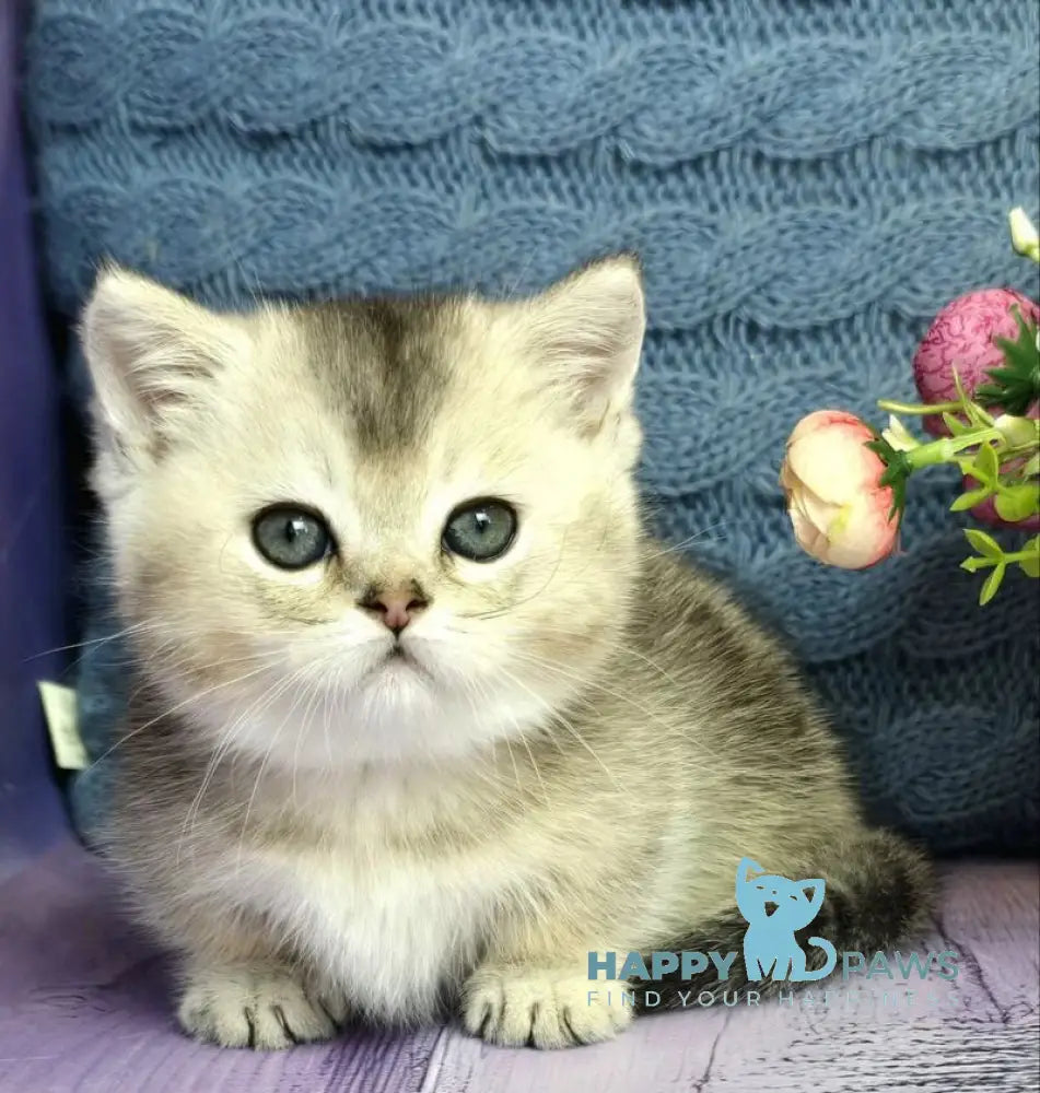 Bembi Munchkin male black silver ticked tabby live animals