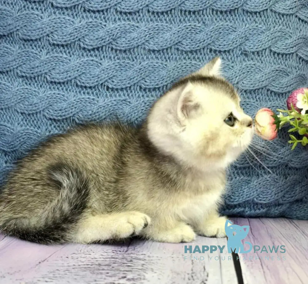 Bembi Munchkin male black silver ticked tabby live animals