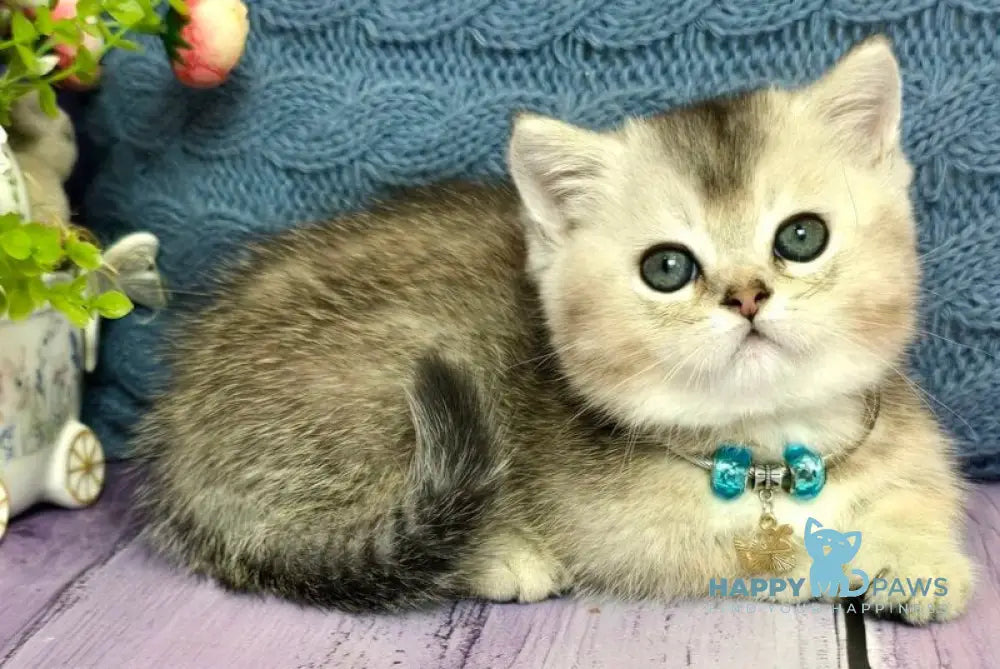 Bembi Munchkin male black silver ticked tabby live animals